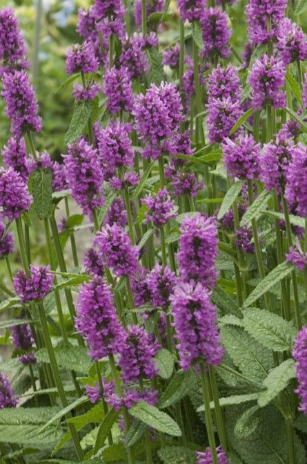 Stachys: Hummelo (Betony)