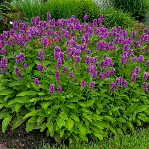 Stachys: Hummelo (Betony)