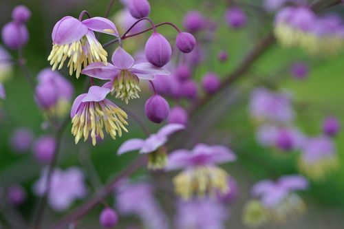 Thalictrum: Delavayi