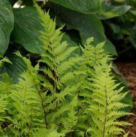 Athyrium: Lady in Red