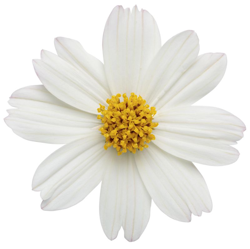 Bidens - Campfire: Marshmallow
