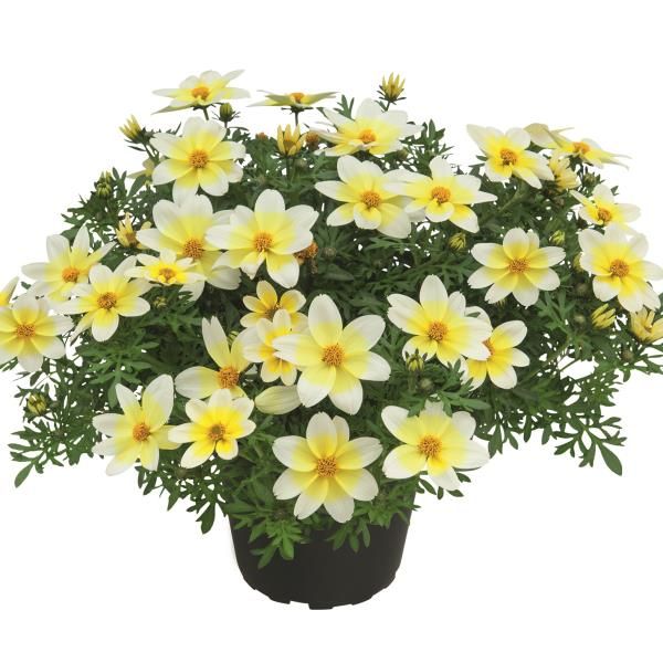 Bidens: Spicy Electric White