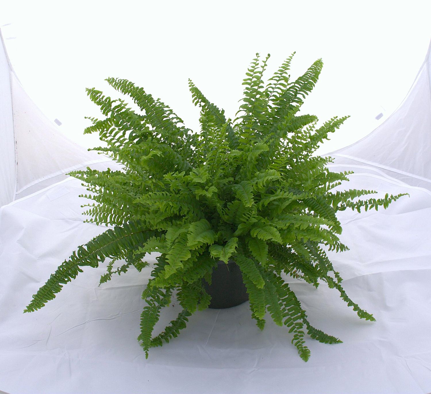Boston Fern