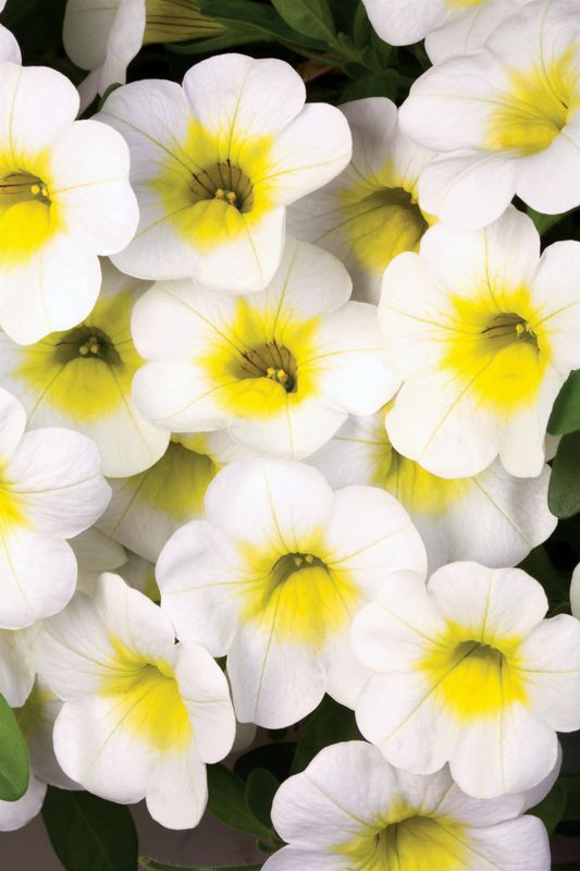 Calibrachoa - Calibasket: Sunny Side