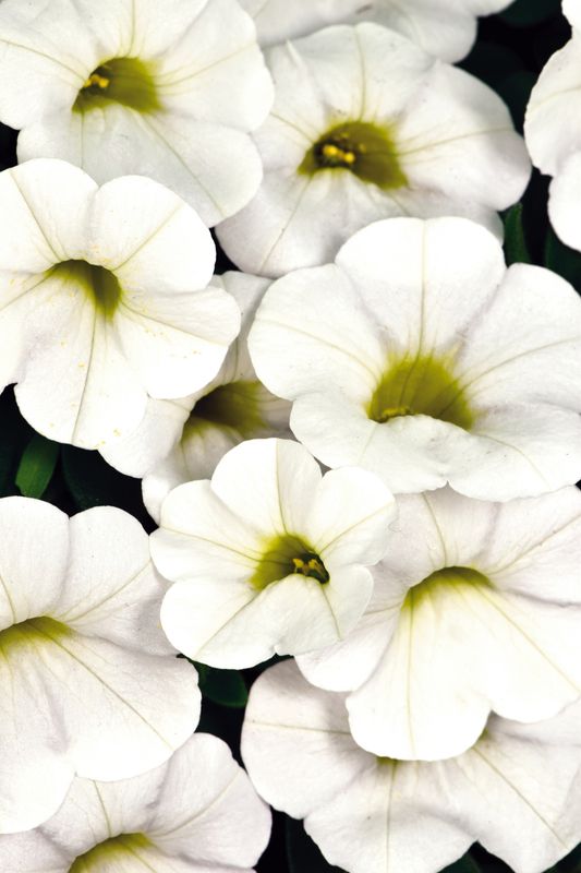Calibrachoa - Calitastic: White