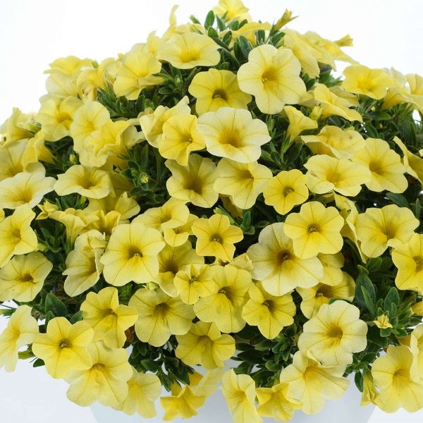 Calibrachoa - Colibri: Lemon