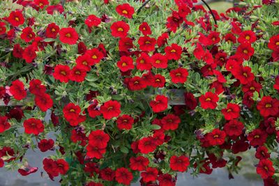 Calibrachoa - MiniFamous: Neo Vampire