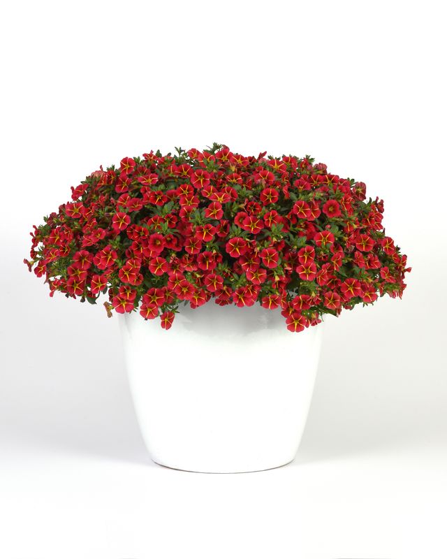 Calibrachoa - MiniFamous: Neo Red Hawaii