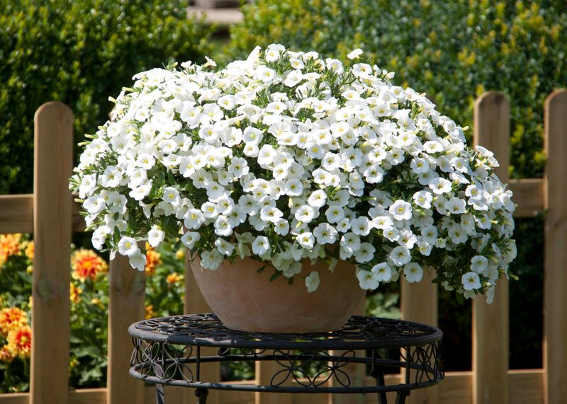 Calibrachoa - MiniFamous: Neo White