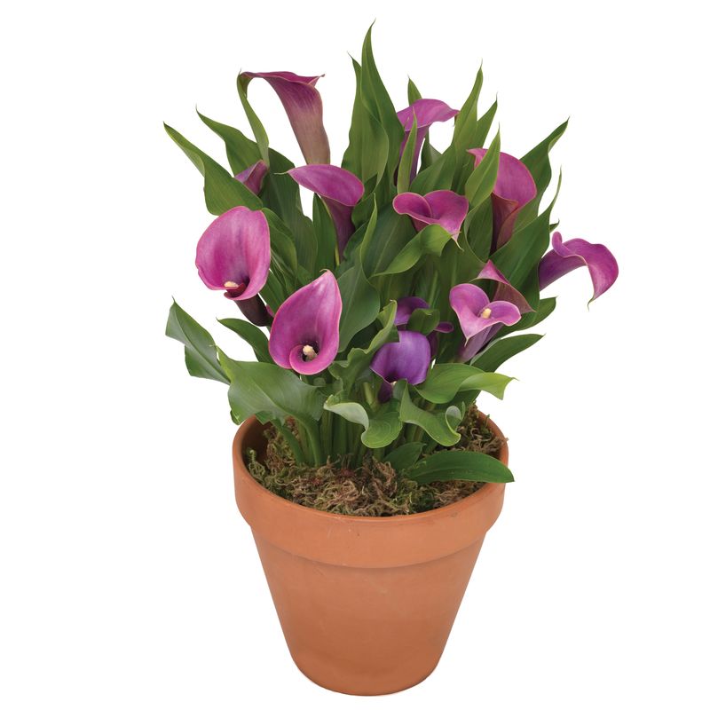 Calla Lily: Grape Velvet