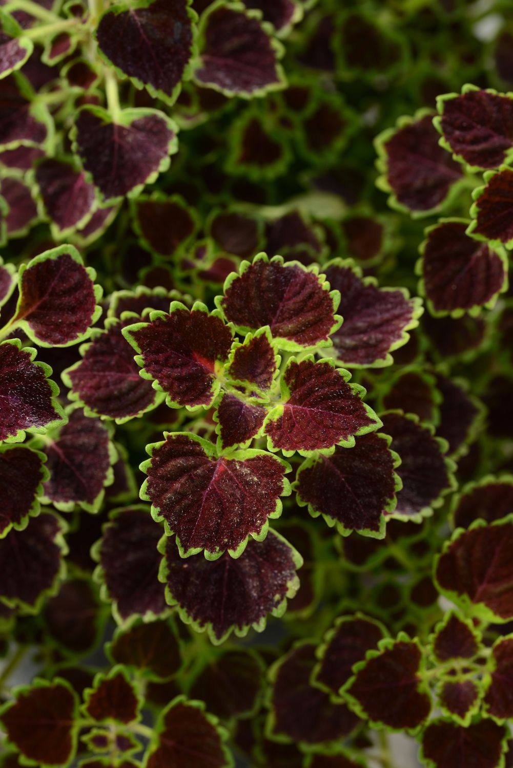 Coleus: Burgundy Wedding
