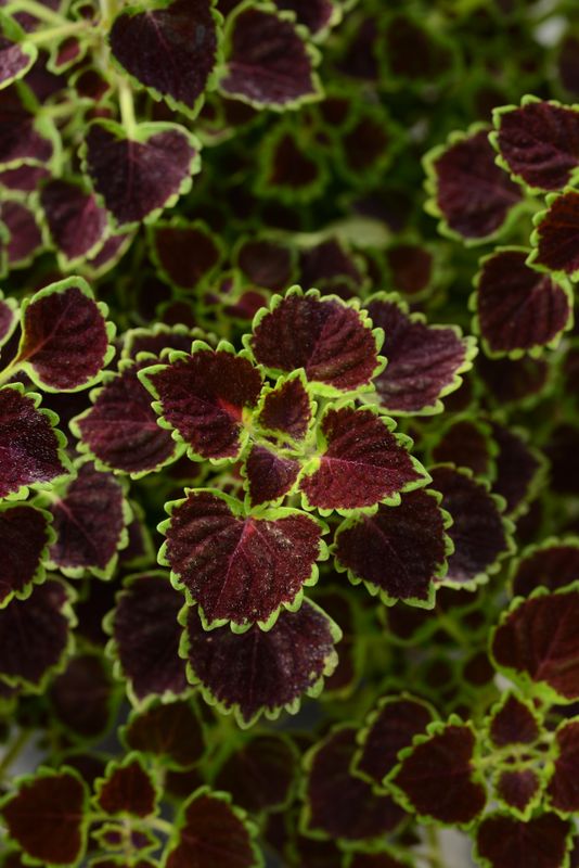 Coleus: Burgundy Wedding