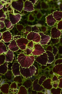 Coleus: Burgundy Wedding