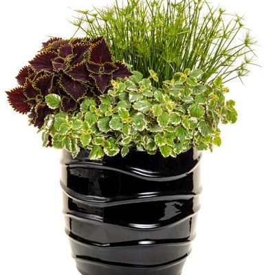 Coleus - ColorBlaze: Wicked Witch