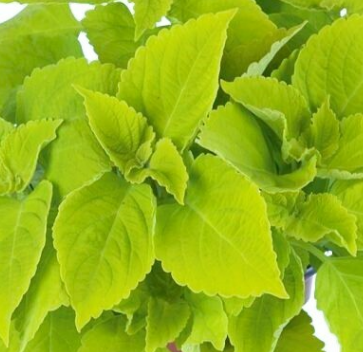 Coleus - Main Street: Chartres Street