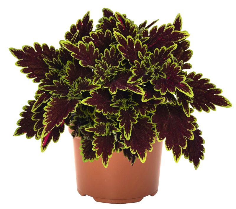 Coleus - Main Street: Bourbon Street
