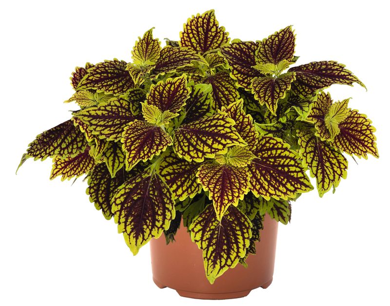 Coleus - Main Street: Venice Boulevard