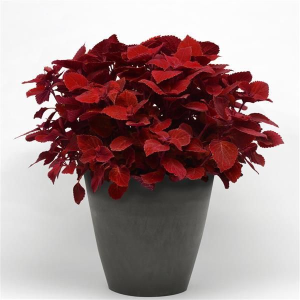 Coleus - Ignite: Ruby Slipper