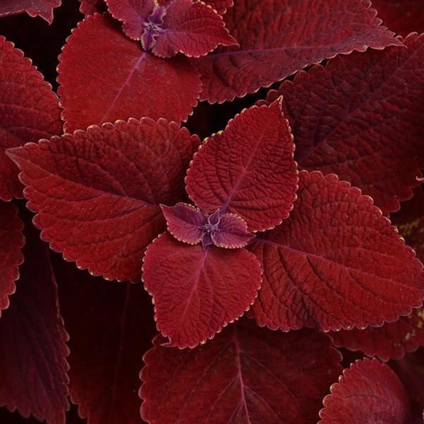 Coleus - Ignite: Ruby Slipper