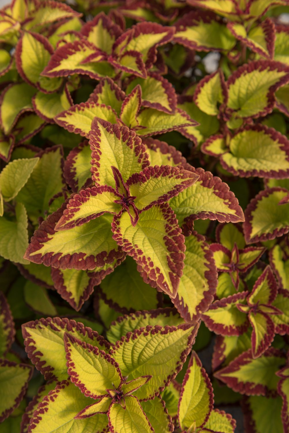 Coleus - Stained Glassworks: Velvet