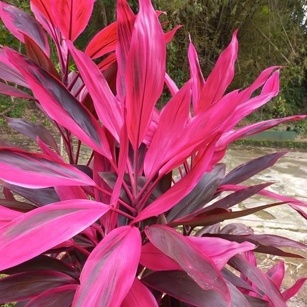 Cordyline: Terminalis