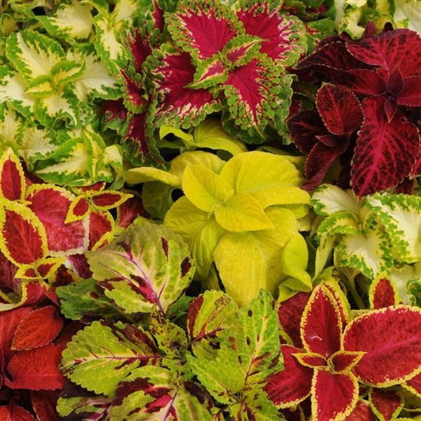Coleus: Wizard Mix