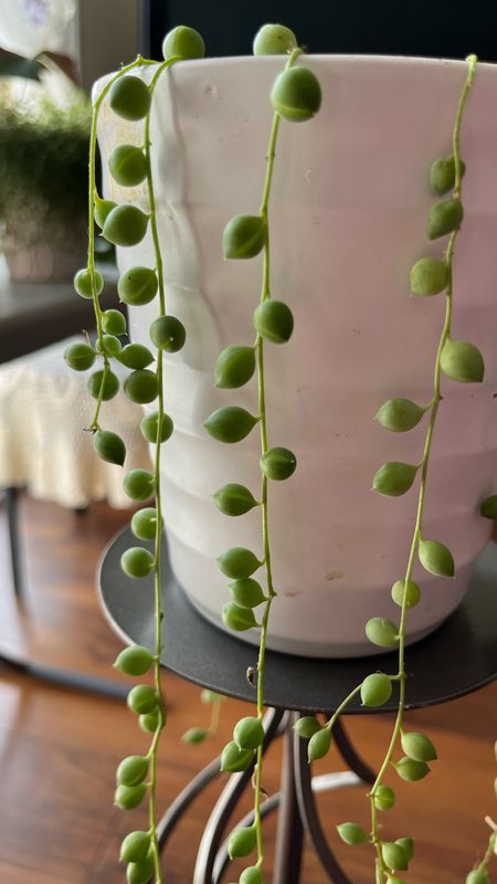 Senecio: String of Pearls