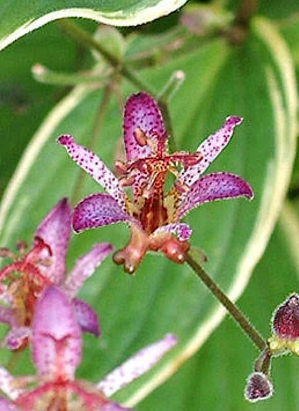 Tricyrtis: Gilt Edge (Toad Lily)