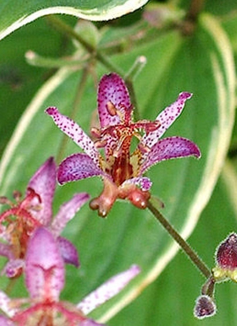 Tricyrtis: Gilt Edge (Toad Lily)
