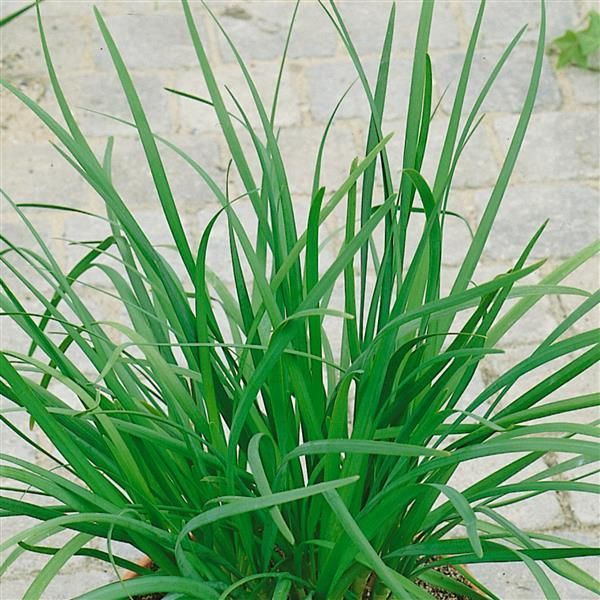 Chives: Garlic Chives: Garlic