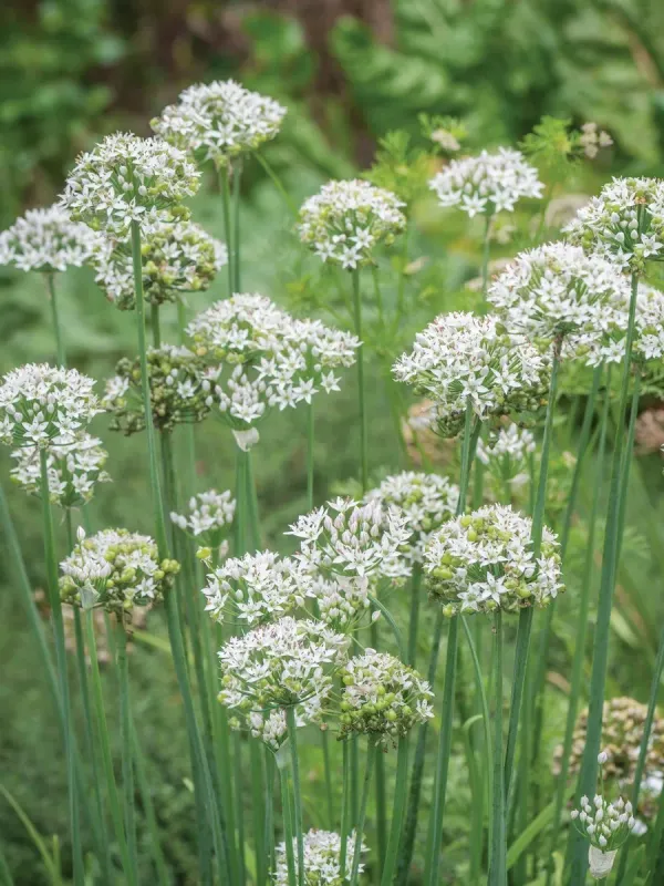 Chives: Garlic