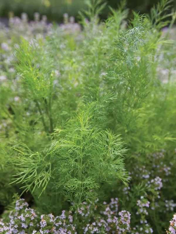 Dill