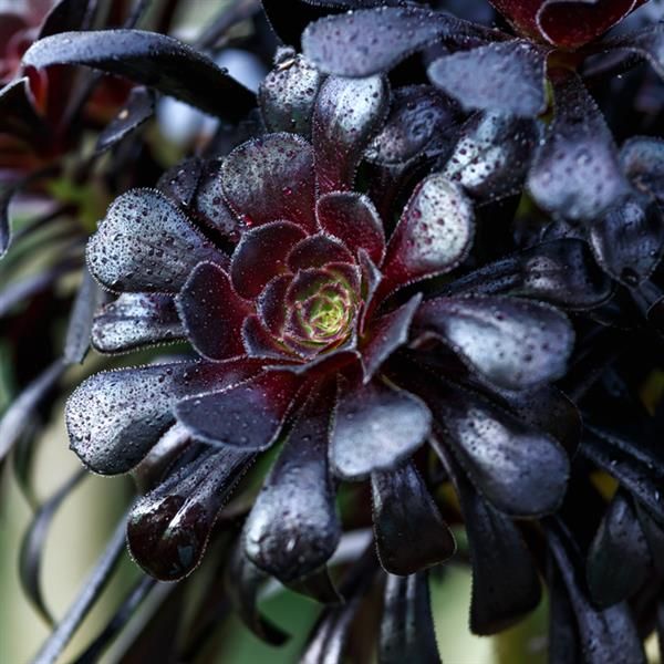Aeonium: Nigrum