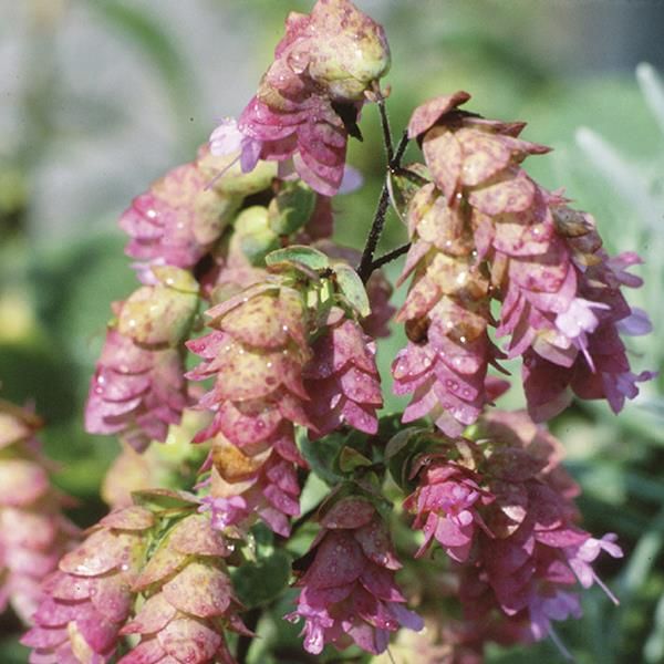 Origanum: Kent Beauty (Ornamental Oregano)