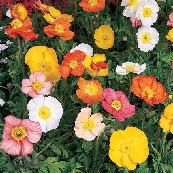 Poppy: Champagne Bubbles Mix