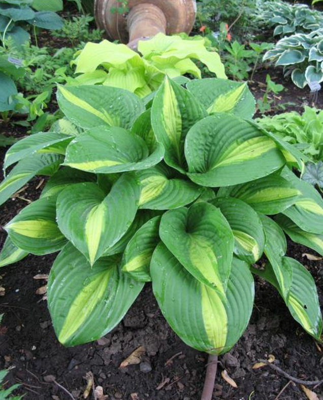 Hosta: Ann Kulpa