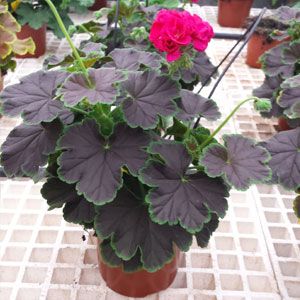 Geranium - Brocade: Cherry Night