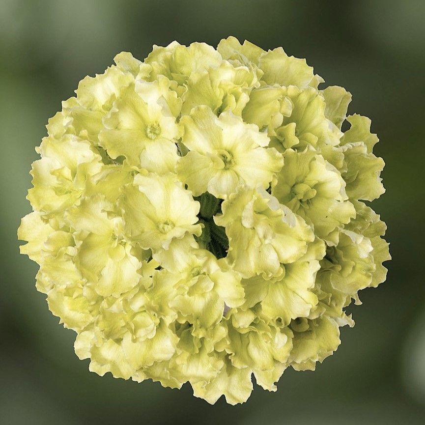 Verbena - Lanai: Green Apple