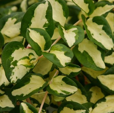 Vinca Vine - Major: Wojo’s Gem