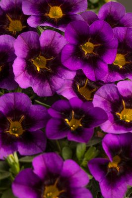 Calibrachoa - Eyecatcher: Purple