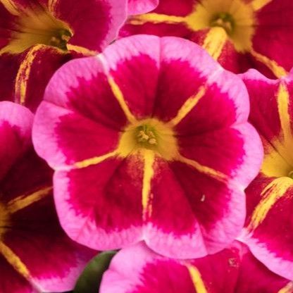Calibrachoa - Caliloco: Starfire Rose