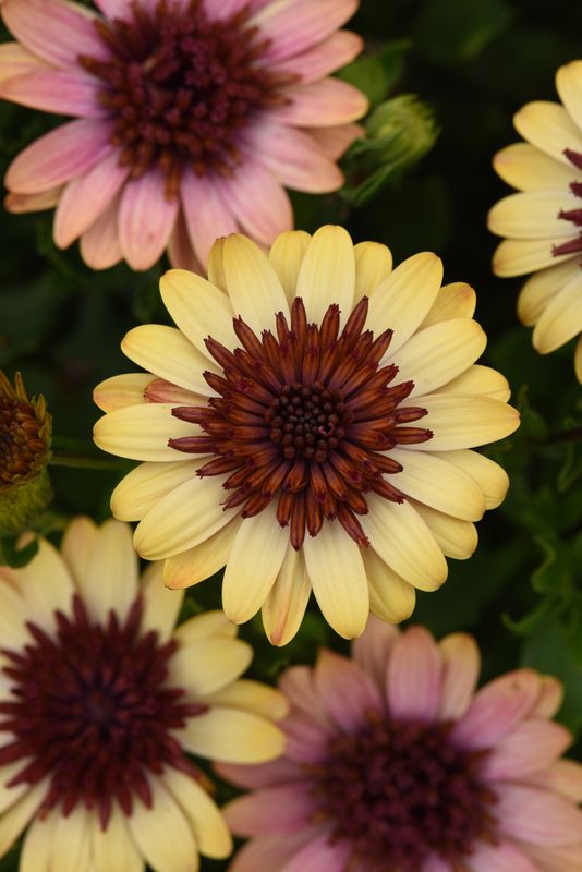 Osteospermum - 4D: Harvest Moon