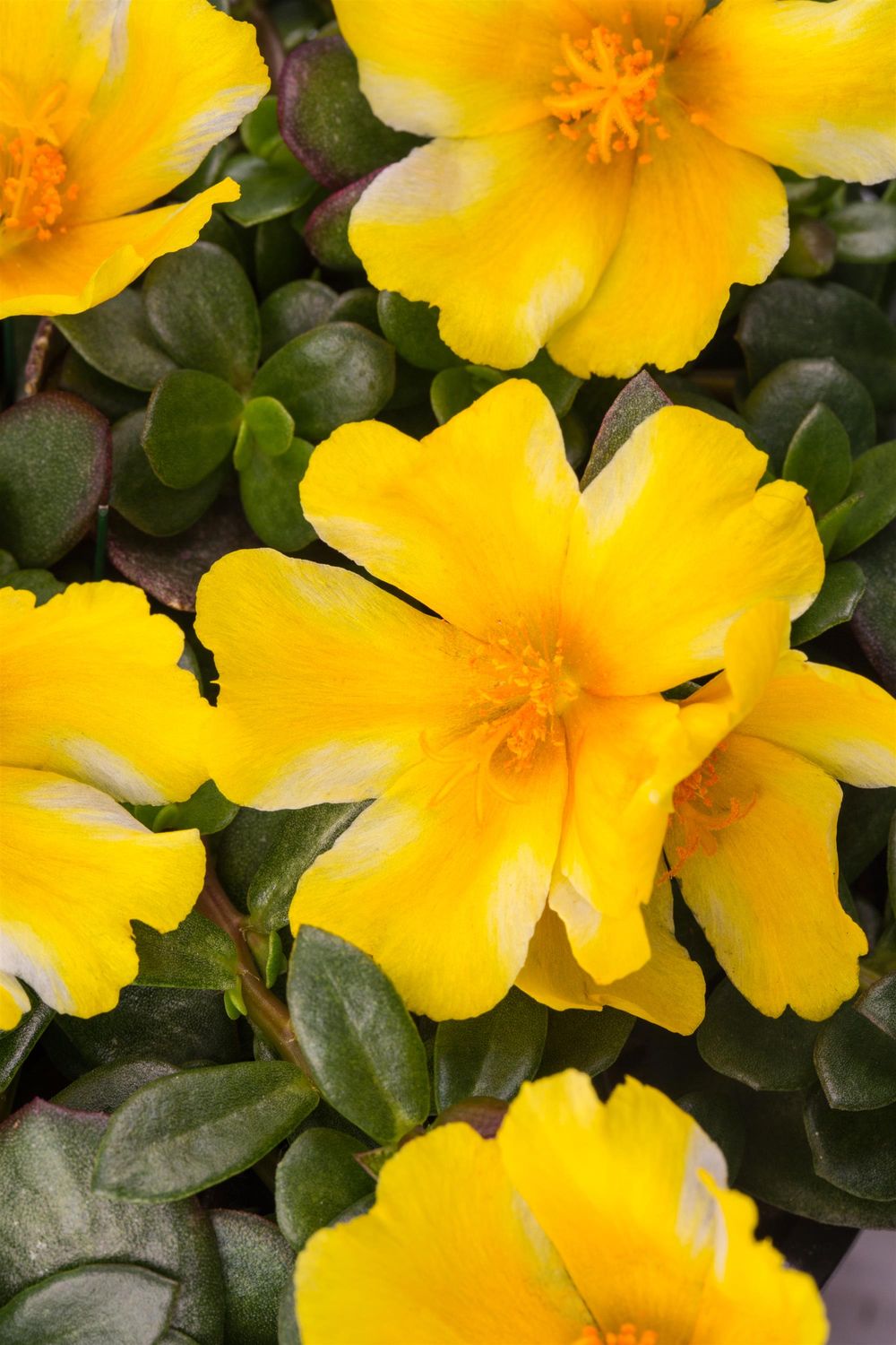 Portulaca - SeaGlass: Lemon Twist
