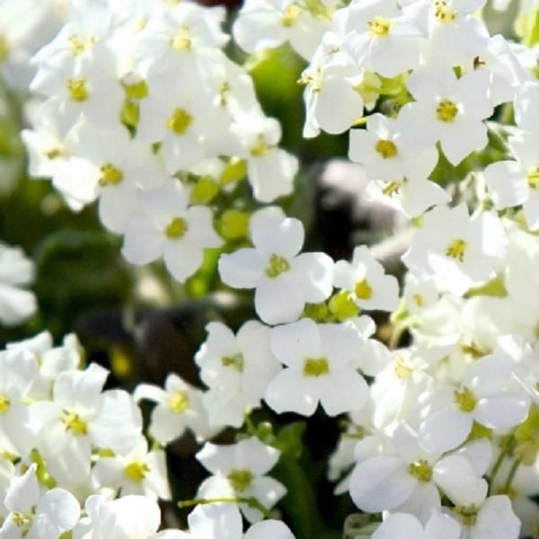 Arabis: Catwalk White