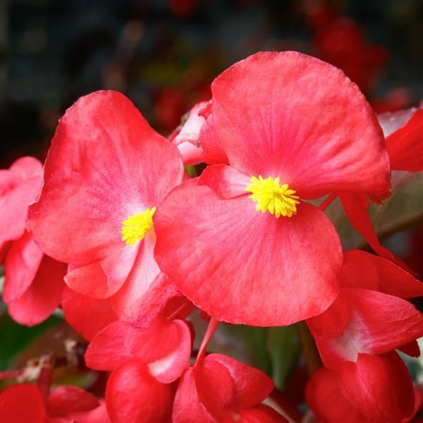 Begonia - Viking: Explorer Red on Green