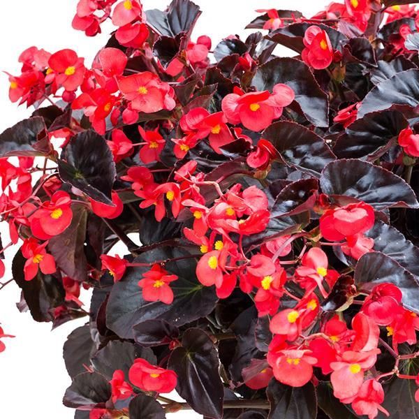 Begonia - Viking: XL Red on Chocolate