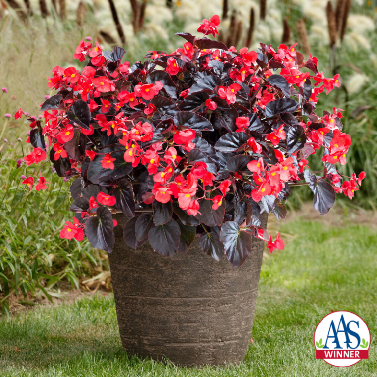 Begonia - Viking: XL Red on Chocolate