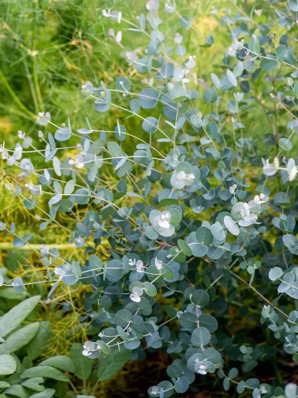 Eucalyptus - Gunnii: Silver Drop
