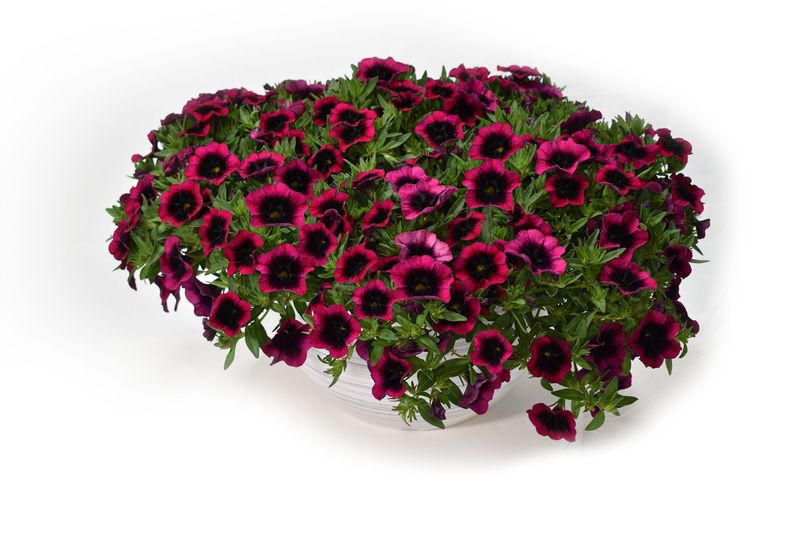 Calibrachoa - Caliloco: Dracula