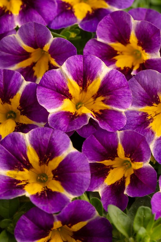 Calibrachoa - Caliloco: Plum Trouble